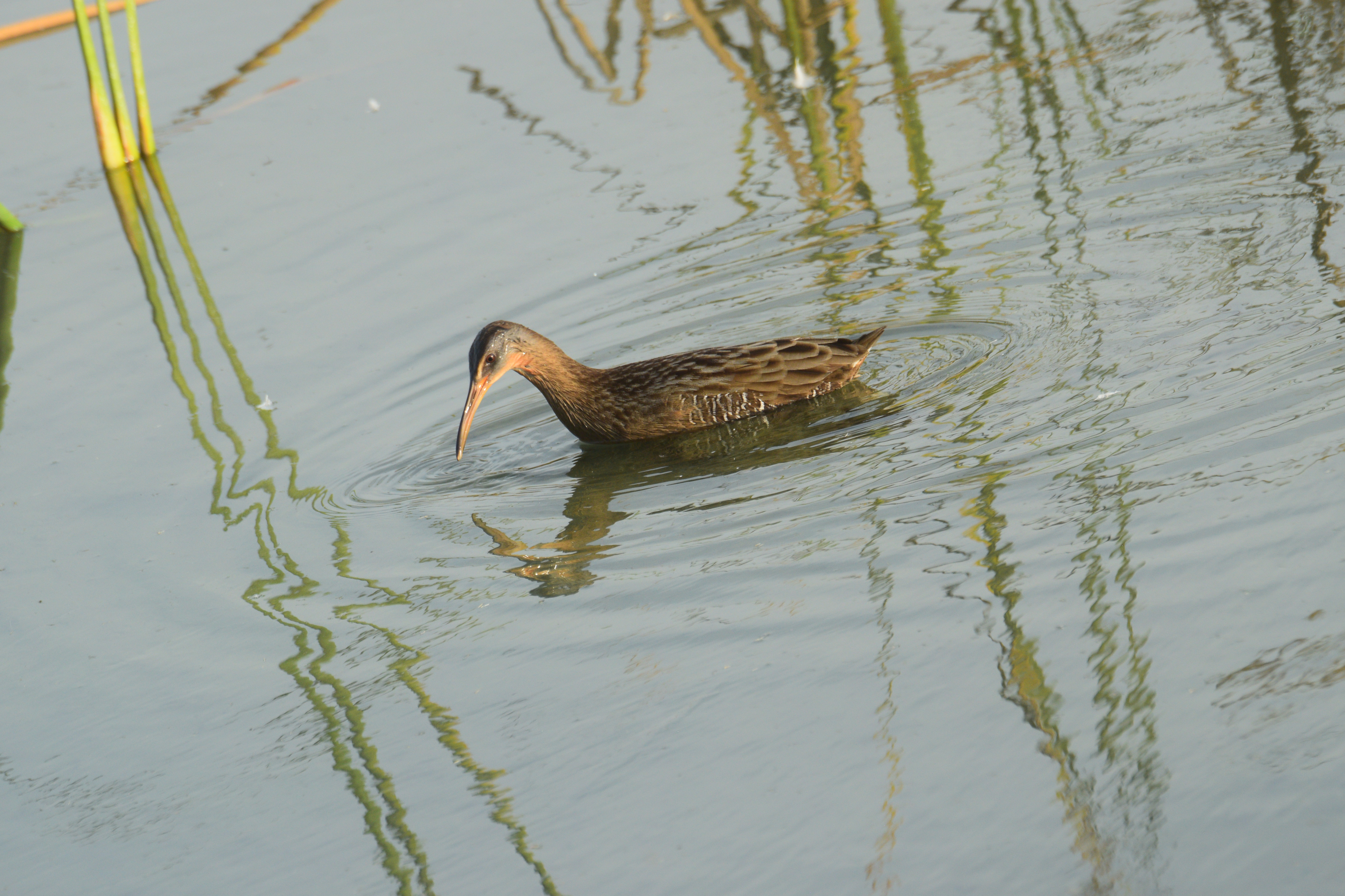 Wildlife photography